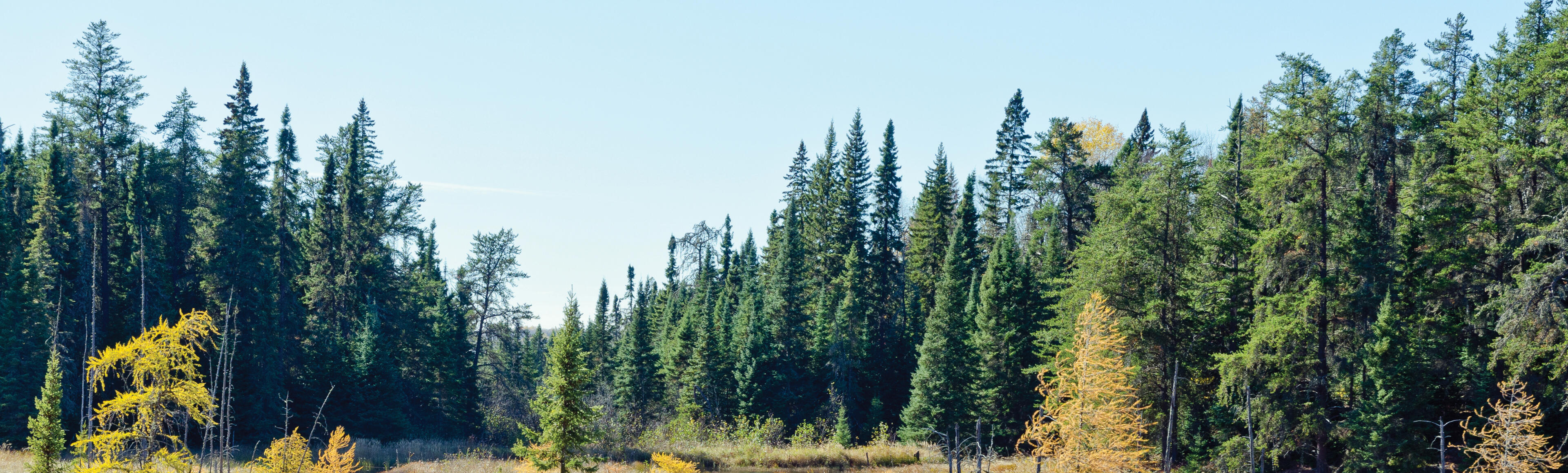 Ontario NDP Forestry Strategy Room to Grow. Marit Stiles and the Ontario NDP's Forestry Strategy for the Economy.